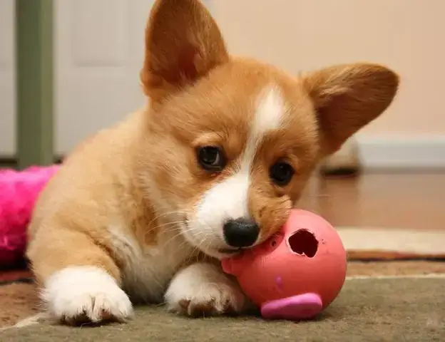 Giải Mã Chi Tiết Giấc Mơ Thấy Chó Vàng Vào Nhà Và Những Con Số May Mắn