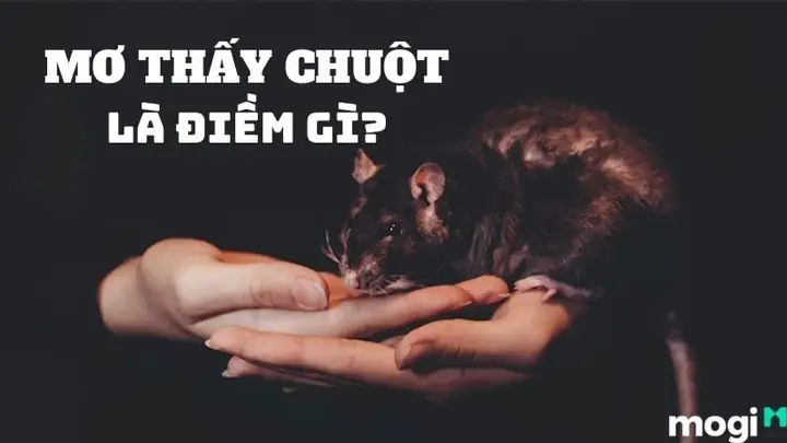 Nằm Mơ Thấy Chuột Cắn Chân: Giải Mã Chi Tiết Điềm Báo & Con Số May Mắn