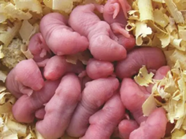 Giải Mã Bí Ẩn Giấc Mơ Thấy Chuột Con Mới Đẻ: Điềm Lành Hay Điềm Dữ?