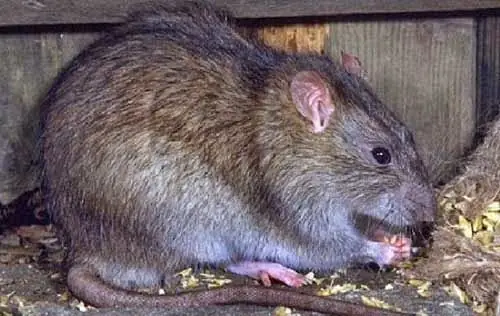 Giải Mã Bí Ẩn Giấc Mơ Thấy Chuột Con Mới Đẻ: Điềm Lành Hay Điềm Dữ?