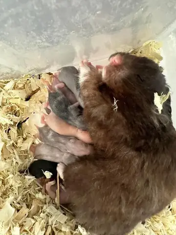 Giải Mã Bí Ẩn Giấc Mơ Thấy Chuột Con Mới Đẻ: Điềm Lành Hay Điềm Dữ?