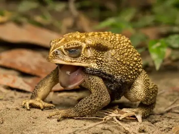 Nằm Mơ Thấy Cóc Đánh Con Gì? Giải Mã Chi Tiết Điềm Báo & Con Số May Mắn