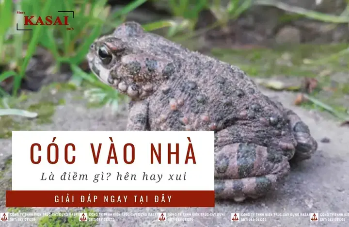 Nằm Mơ Thấy Cóc Đánh Con Gì? Giải Mã Chi Tiết Điềm Báo & Con Số May Mắn