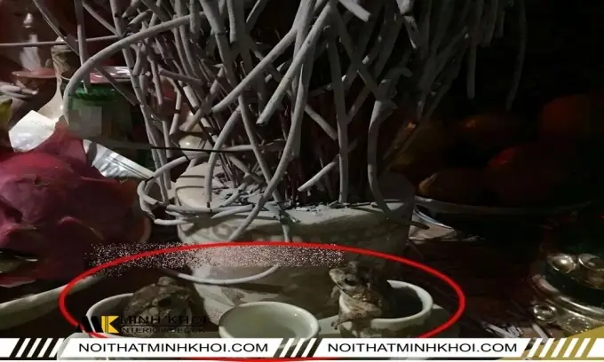 Giải Mã Giấc Mơ Thấy Cóc Nhảy Vào Người: Chi Tiết Từ Tâm Linh Đến Thực Tế