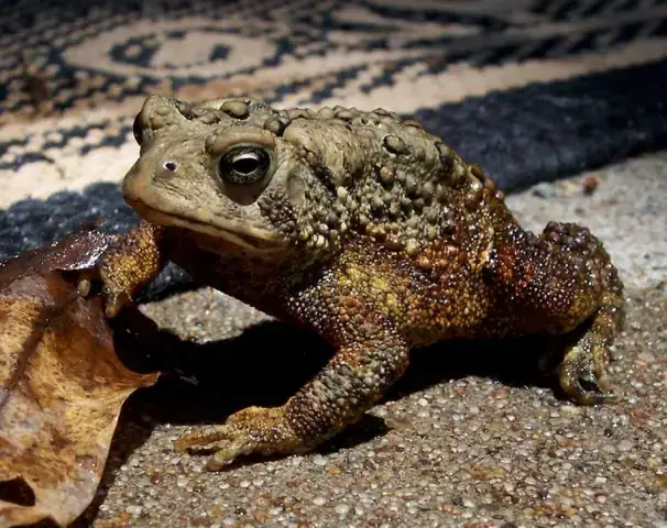Giải Mã Giấc Mơ Thấy Cóc Nhảy Vào Người: Chi Tiết Từ Tâm Linh Đến Thực Tế