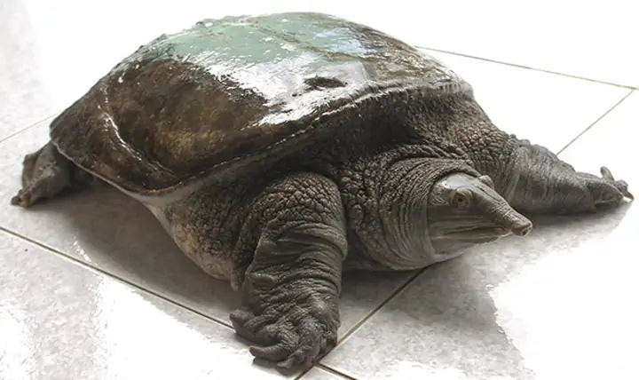 Nằm Mơ Thấy Con Ba Ba Đánh Số Đề: Giải Mã Ý Nghĩa Và Con Số May Mắn