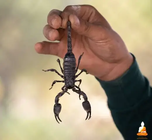 Giải Mã Giấc Mơ Thấy Bọ Cạp: Điềm Báo Gì Và Những Con Số May Mắn Ẩn Chứa