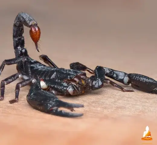 Giải Mã Giấc Mơ Thấy Bọ Cạp: Điềm Báo Gì Và Những Con Số May Mắn Ẩn Chứa