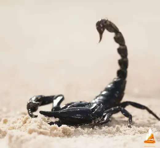 Giải Mã Giấc Mơ Thấy Bọ Cạp: Điềm Báo Gì Và Những Con Số May Mắn Ẩn Chứa