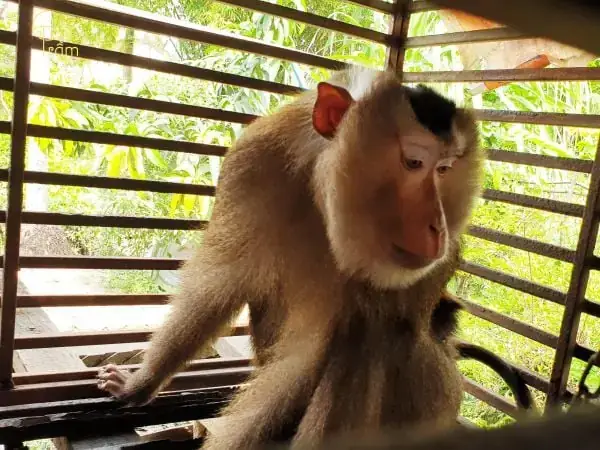 Giải Mã Giấc Mơ Thấy Khỉ: Điềm Báo Tâm Linh, Tâm Lý Học Và Con Số May Mắn