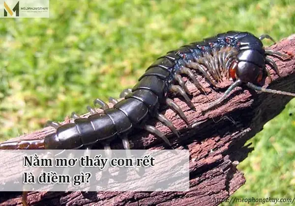 Giải Mã Giấc Mơ Thấy Côn Trùng: Điềm Báo Gì Và Con Số May Mắn Ẩn Chứa