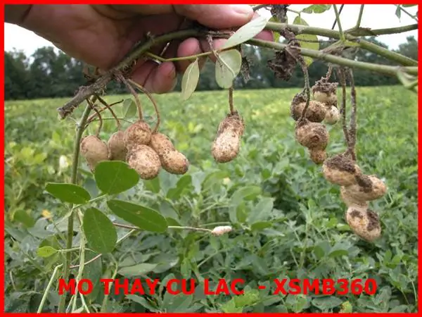 Nằm Mơ Thấy Củ Lạc Đánh Con Gì? Giải Mã Chi Tiết Ý Nghĩa Và Con Số May Mắn