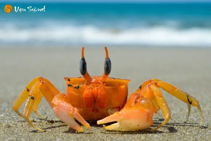 Giải Mã Bí Ẩn Giấc Mơ Thấy Cua: Điềm Lành Hay Dữ Và Con Số May Mắn Đi Kèm