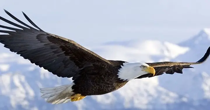 Nằm Mơ Thấy Đại Bàng Đánh Con Gì: Giải Mã Chi Tiết Điềm Báo & Số May