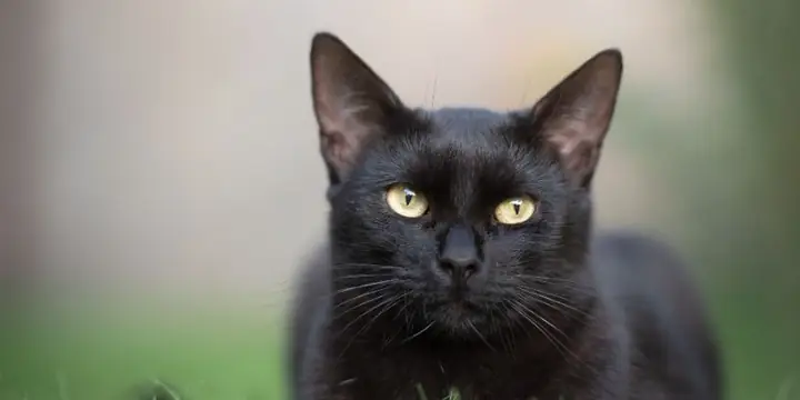 Giải Mã Nằm Mơ Thấy Đám Tang: Ý Nghĩa Tâm Linh Và Con Số May Mắn