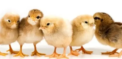 Giải Mã Chi Tiết Ý Nghĩa Của Việc Nằm Mơ Thấy Đàn Gà Con Mới Nở