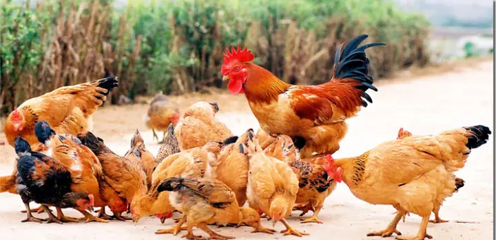 Giải Mã Giấc Mơ Thấy Đàn Gà: Điềm Lành, Dữ Và Con Số May Mắn Ẩn Chứa