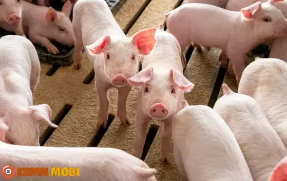 Giải Mã Giấc Mơ Thấy Đàn Lợn Đen Và Các Con Số May Mắn