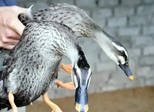 Giải Mã Giấc Mơ Thấy Đàn Vịt: Điềm Báo Và Con Số May Mắn Bạn Cần Biết