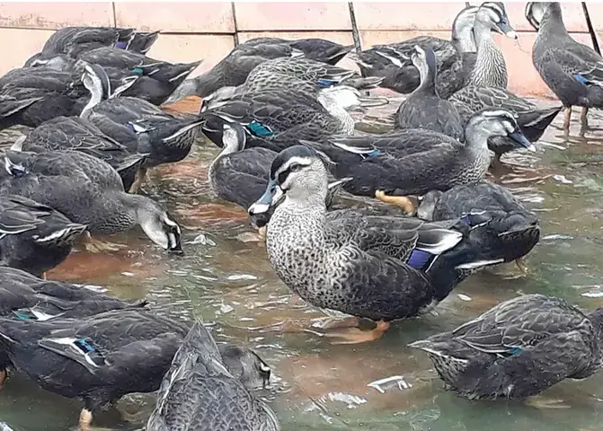 Giải Mã Giấc Mơ Thấy Đàn Vịt: Điềm Báo Và Con Số May Mắn Bạn Cần Biết