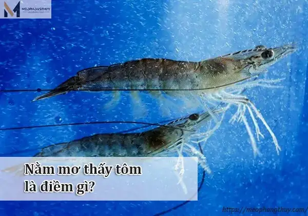 Giải Mã Giấc Mơ Thấy Đánh Ghen: Điềm Báo Gì Và Con Số May Mắn Ẩn Chứa