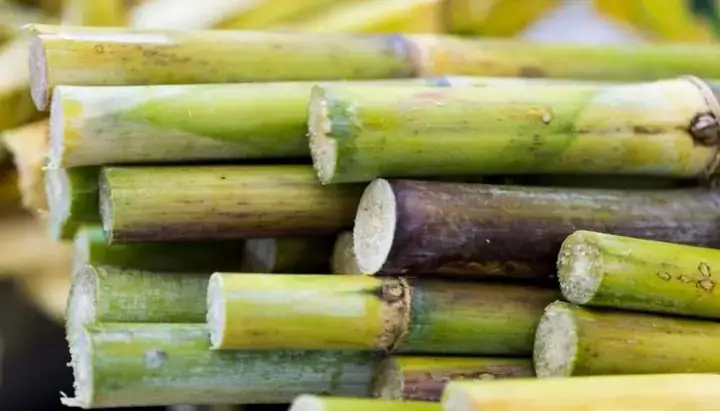 Nằm Mơ Thấy Đi Mua Mía Đánh Con Gì? Giải Mã Chi Tiết Từ Tâm Linh Đến Khoa Học