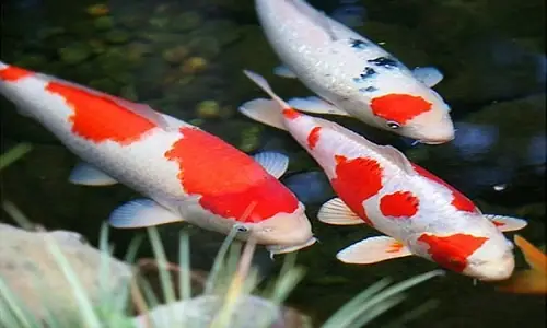 Giải Mã Chi Tiết Giấc Mơ Thấy Đi Nhặt Cá Chết: Điềm Báo Gì Và Con Số May Mắn