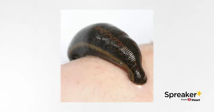 Giải Mã Chi Tiết Giấc Mơ: Nằm Mơ Thấy Đỉa Bám Vào Tay Đánh Con Gì?