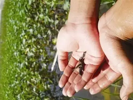 Giải Mã Chi Tiết: Nằm Mơ Thấy Đỉa Là Điềm Gì? Hên Hay Xui?