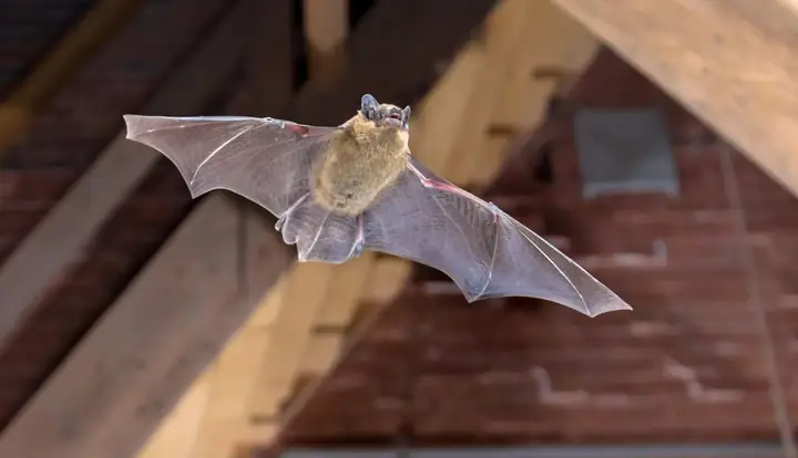 Giải Mã Giấc Mơ Thấy Dơi Bay Vào Nhà: Điềm Báo Gì Và Cách Hóa Giải