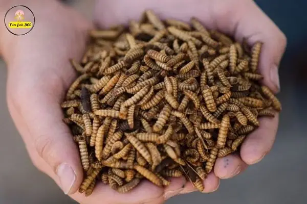 Giải Mã Giấc Mơ Thấy Dòi Bò: Điềm Báo Gì Và Con Số May Mắn Liên Quan