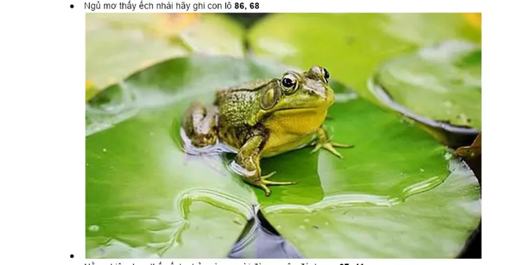 Nằm Mơ Thấy Ếch Đánh Số May Gì? Giải Mã Ý Nghĩa Chi Tiết & Gợi Ý Con Số