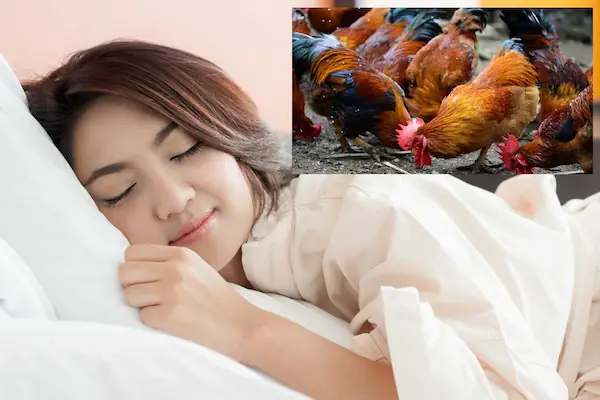 Nằm Mơ Thấy Gà Luộc Đánh Đề Con Gì? Giải Mã Chi Tiết Từ A-z