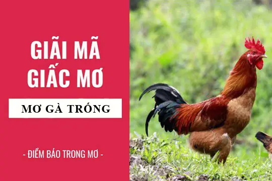 Nằm Mơ Thấy Gà Trống Màu Đỏ: Giải Mã Chi Tiết Ý Nghĩa Phong Thủy & Tâm Linh