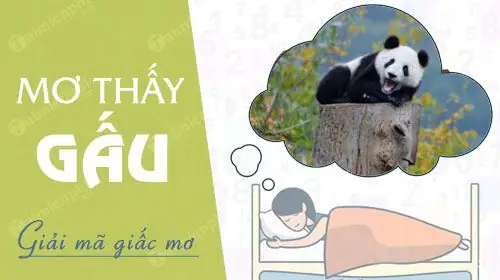 Giải Mã Chi Tiết Ý Nghĩa Giấc Mơ Thấy Gấu Đen Tấn Công: Điềm Báo Và Lời Khuyên