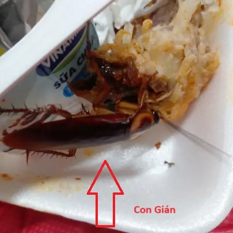 Giải Mã Ý Nghĩa Giấc Mơ Thấy Gián Bò Lên Người Và Những Con Số May Mắn