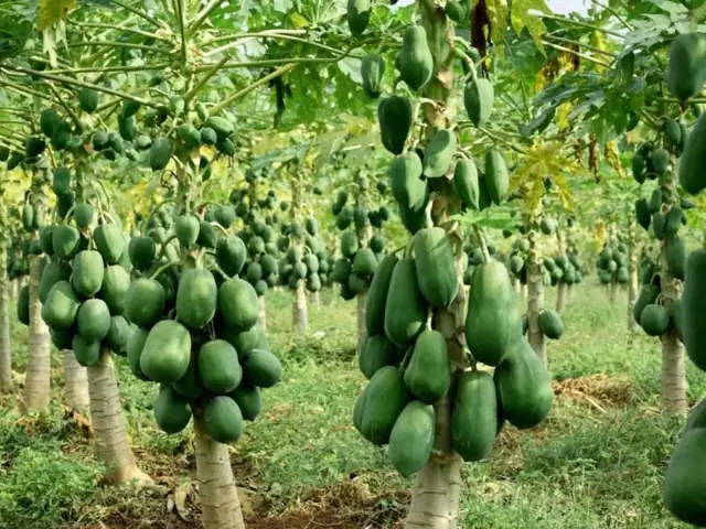 Giải Mã Giấc Mơ Thấy Hái Trái Cây Chín Ăn: Những Điềm Báo Và Con Số May Mắn