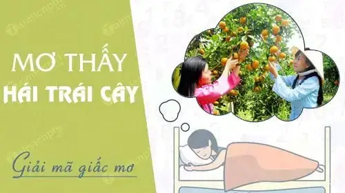 Giải Mã Ý Nghĩa Giấc Mơ Thấy Hái Trái Cây Chín Và Các Con Số May Mắn