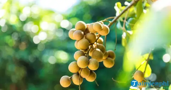 Giải Mã Ý Nghĩa Giấc Mơ Thấy Hái Trái Cây Chín Và Các Con Số May Mắn