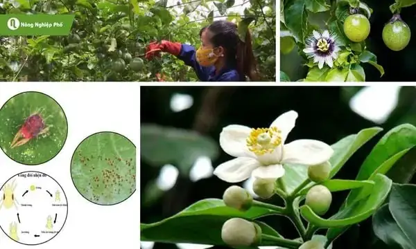 Nằm Mơ Thấy Há Trái Cây: Giải Mã Ý Nghĩa Tâm Linh Và Con Số May Mắn