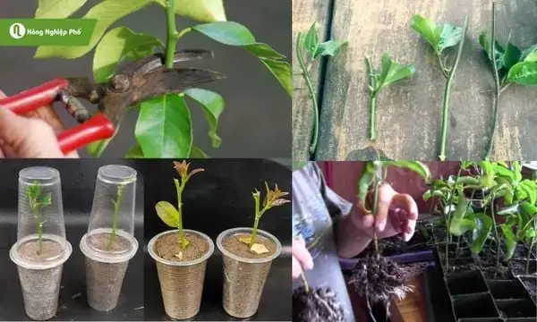 Nằm Mơ Thấy Há Trái Cây: Giải Mã Ý Nghĩa Tâm Linh Và Con Số May Mắn