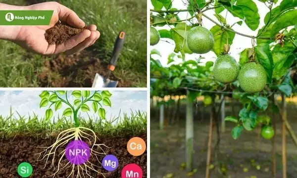 Nằm Mơ Thấy Há Trái Cây: Giải Mã Ý Nghĩa Tâm Linh Và Con Số May Mắn