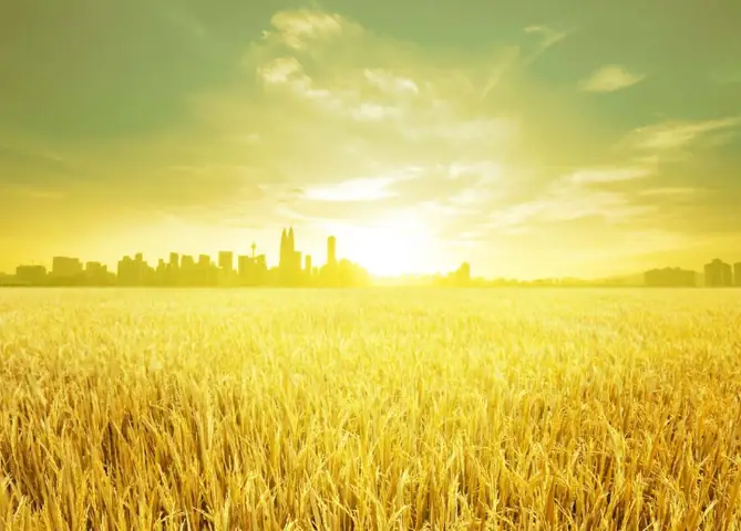 Nằm Mơ Thấy Hạt Lúa Đánh Số Gì: Giải Mã Chi Tiết Và Ý Nghĩa Đằng Sau