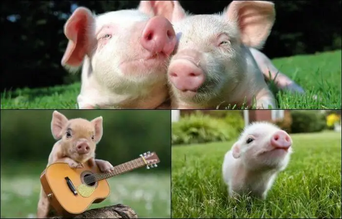 Giải Mã Ý Nghĩa Giấc Mơ Thấy Heo Và Những Con Số May Mắn