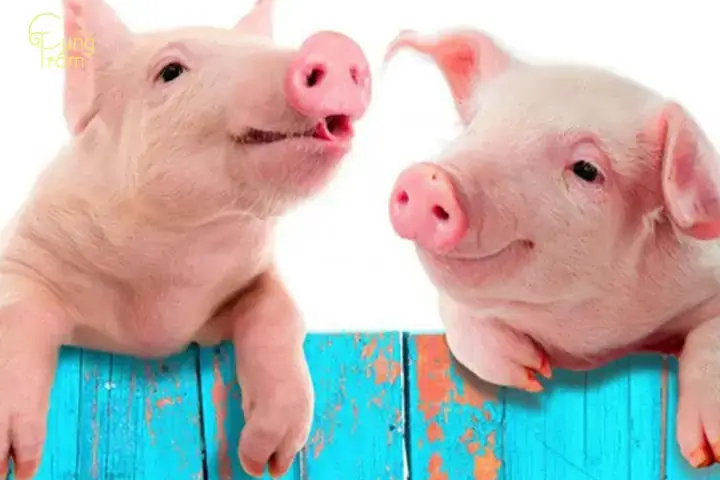 Giải Mã Giấc Mơ Thấy Heo Rừng Rượt Đuổi: Điềm Báo Gì Và Con Số May Mắn?