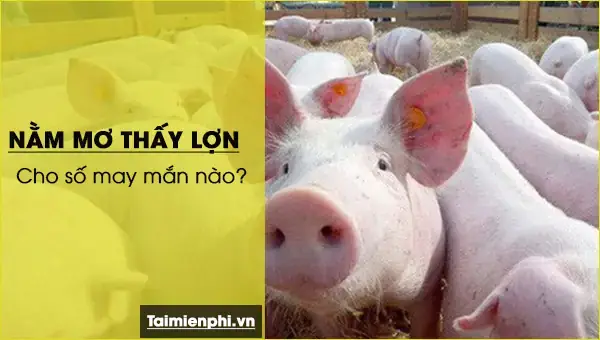 Nằm Mơ Thấy Heo Rượt Đuổi: Giải Mã Chi Tiết Từ Tâm Lý Đến Tâm Linh & Con Số May Mắn