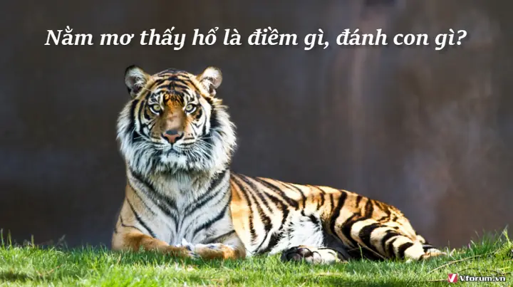 Nằm Mơ Thấy Hổ: Giải Mã Chi Tiết Điềm Báo & Con Số May Mắn