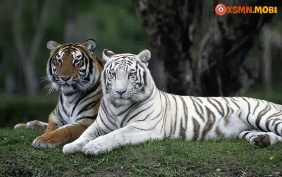 Giải Mã Ý Nghĩa & Con Số Khi Nằm Mơ Thấy Hổ Vàng