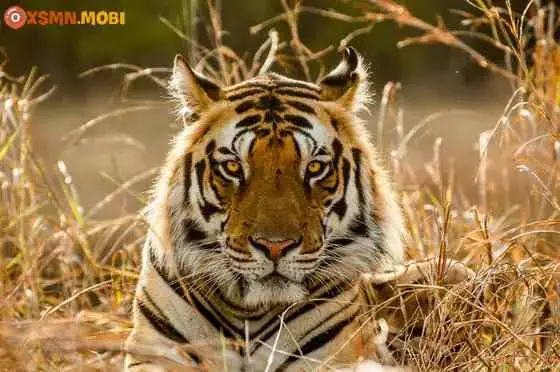 Giải Mã Ý Nghĩa & Con Số Khi Nằm Mơ Thấy Hổ Vàng