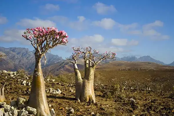 Giải Mã Nằm Mơ Thấy Hoa Đánh Số Gì? Cẩm Nang Đầy Đủ Và Khoa Học